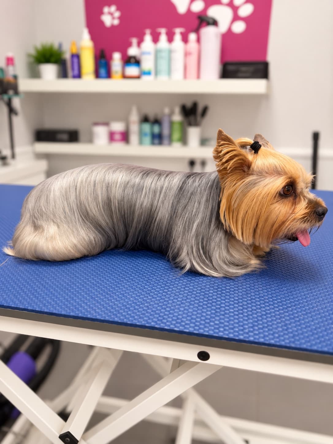 Nachher: derselbe Yorkshire Terrier nach der Komplettpflege bei Groomers World, Fell glatt und glänzend