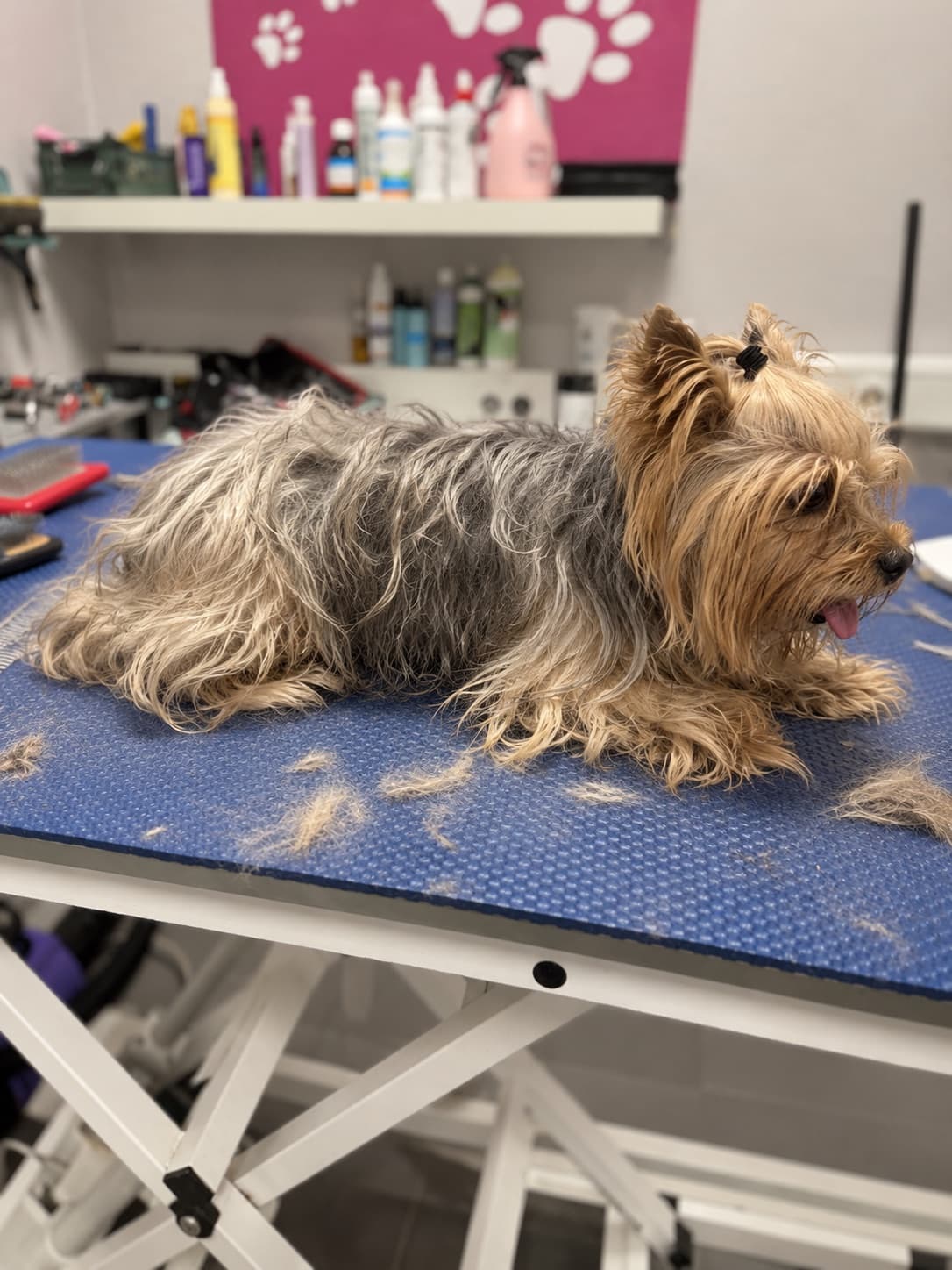 Vorher: Yorkshire Terrier mit verfilztem, ungepflegtem Fell auf dem Pflegetisch